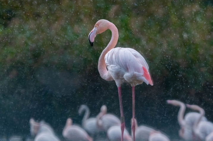 Flamingo in the rain